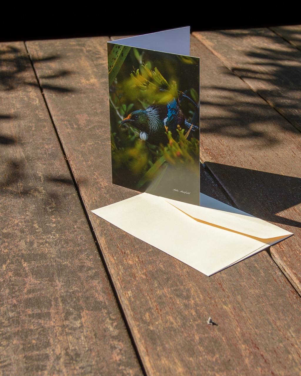 Tui in Flax Wildlife Greeting Cards - New Zealand Bird Photography